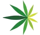 BIMI Stock, American Cannabis Company,Brazil Interactive Media Inc.